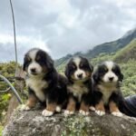 Extraordinario Bernés de la Montaña cachorro exclusivo
