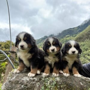 Bernés de la Montaña cachorro exclusivo
