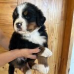 Criadero de perros Cachorros Bernés de la Montaña en venta precio