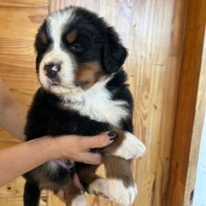 Boyero de Berna cachorro disponible