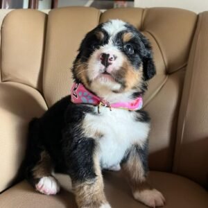 Boyero de Berna Hembra cachorro hermoso
