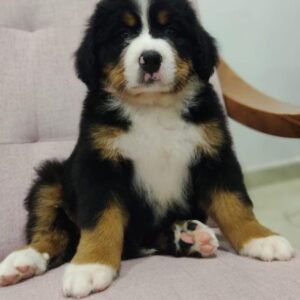 Cachorro Boyero de Berna familiar