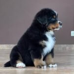 Exclusivo Hembra Boyero de Berna disponible