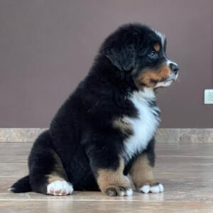 Hembra Boyero de Berna disponible