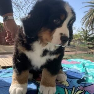 Cachorro de raza Bernés de excelente presencia