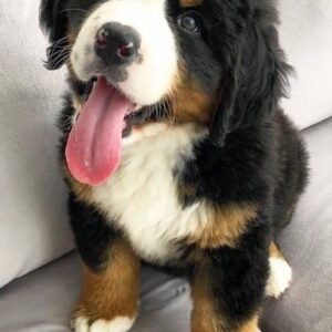Cachorro Bernés listo para Entrega
