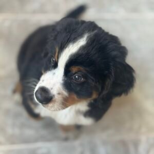Boyero de Berna cachorro disponible