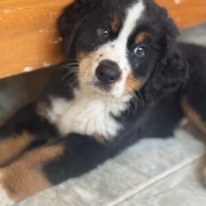 Precio Bernés de La montaña disponible