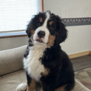 Boyero de Berna cachorro elegante