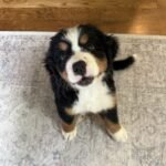 Criadero de perros Cachorros Bernés de la Montaña en venta precio