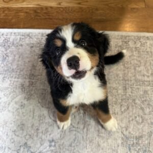 Cachorro Boyero de Berna disponible de entrega
