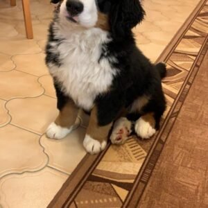 Boyero de Berna cachorro de raza pura