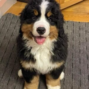 Disponible Cachorro Boyero de Berna Hembra tricolor