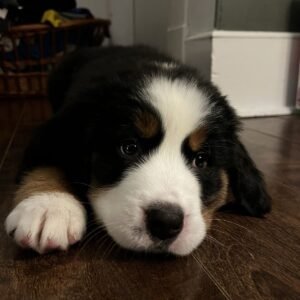 Cachorro Bernes de la montaña de calidad