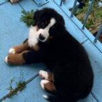 Exclusivo Bernés de la Montaña cachorro tricolor