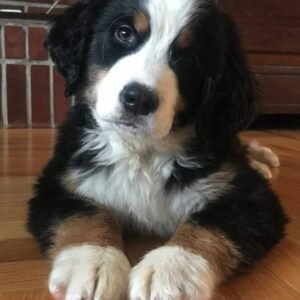 Cachorro de raza Bernés de la Montaña disponible