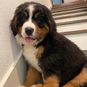 Boyero de Berna cachorro saludable