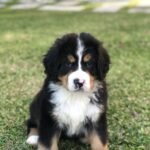 Criadero de perros Cachorros Bernés de la Montaña en venta precio