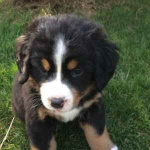 Cachorro Bernés de la Montaña Cali