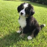 Criadero de perros Cachorros Bernés de la Montaña en venta precio