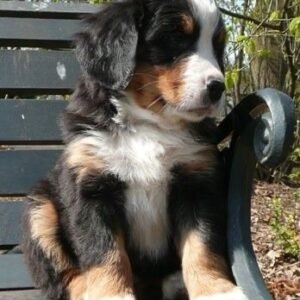 Cachorro Boyero de Berna Armenia en Venta