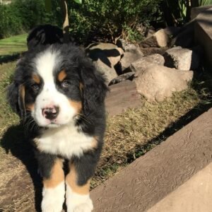 Cachorro Bernés de la Montaña Bucaramanga