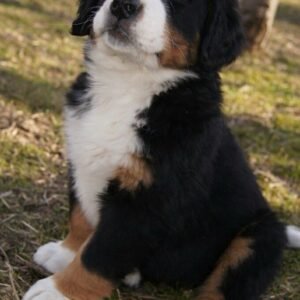 Raza Bernés de la Montaña Cali cachorro exclusivo