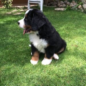 Boyero de Berna Bogotá hermoso ejemplar