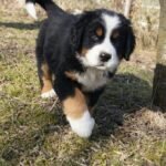 Bernés de la Montaña Montería cachorro premium