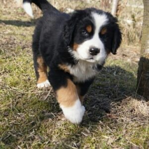 Bernés de la Montaña Montería cachorro premium