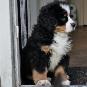 Disponible en Venta Boyero de Berna Pasto hermoso ejemplar