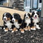 Cachorros Bernés de la Montaña Valledupar en Venta