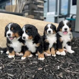 Cachorros Bernés de la Montaña Valledupar en Venta