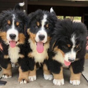 Cachorro Boyero de Berna Tunja
