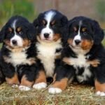 Criadero de cachorros Bernes de la montaña en Cali