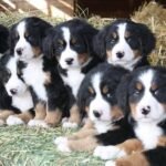 Cachorro de raza Bernés de la Montaña Pereira