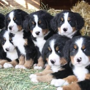Cachorro de raza Bernés de la Montaña Pereira
