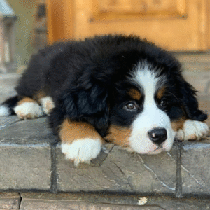 Bernés de la Montaña cachorro fuerte