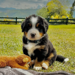 Cachorro Bernés de mirada tierna En Venta