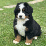 Criadero de perros Cachorros Bernés de la Montaña en venta precio