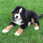 Criadero de perros Cachorros Bernés de la Montaña en venta precio