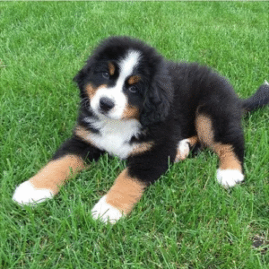 Cachorro Bernés cariñoso y sociable